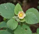 Swet Berala Plant