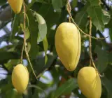 Alphonso Mango -Grafting Plant