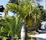 Sampen Pum plant