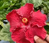 AMERICAN HIBISCUS PLANT(King size)