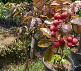 RUBI RANGHON FRUIT PLANT