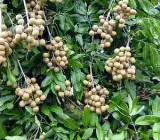 Khaki Longon Fruit Plant