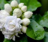 Jasmine Sambac plant
