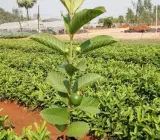 Thai Pink guava plants