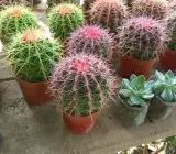COLOURED BARREL CACTUS PLANT
