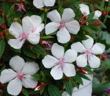 Tibouchina FLOWERING PLANT(WHITE)