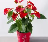 RED ANTHURIUM PLANT