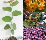 Hybrid Falsa Fruit Plant
