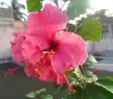 Austrilian hibiscus plant (PINK THOKA)