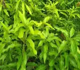 Brunei King Mango PLANT(3-4KG)