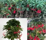 Red Coral Berry Live Plant – Ardisia Crenata Ornamental Berry Plant