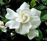TAGAR DUBBLE PETAL FLOWERING PLANT