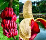 Tissu cultures red banana fruit plant