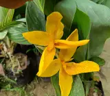 Chena lily flower plant