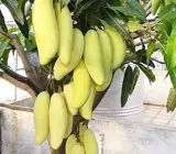 Yellow Banana mango Fruit plant