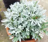 Artemisia Stelleriana – Silver Brocade