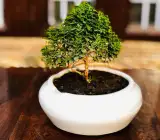 TABLE kamini plant