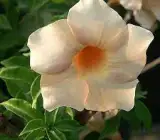 Allamanda flower light pink plants
