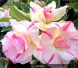 Adenum Rose Variety Grafted Plant