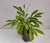 Hari Champa plant