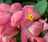 Mussaenda( Pink) – Flowering PLANT