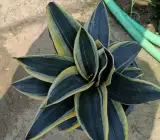 SNAKE PLANT DWARF VARIETY