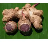 Black Ginger Plant