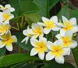 Kath Tagor Flower Plant