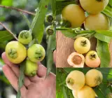 golap jum Fruit Plants