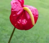 RED ANTHURIUM PLANT