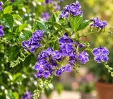 Purple Duranta Flower Plant – Duranta Erecta Live Ornamental Flowering Plant