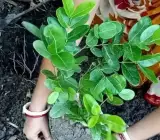 Malyan Cherry Grafted & Hybrid Fruit Plant – Premium Live Plant