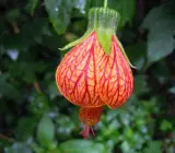 Lantern hibiscus FLOWERING Plants