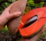 Mammi safeda Fruit Plant