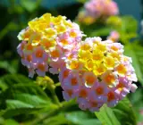 Lantana Flowers Plant - ( Yellow)