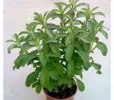 stevia Plant