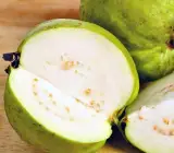Guava-Lucknow-49 fruit plant