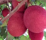 All Time Red Jack-fruit Grafting Plants