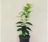 Piner Butter Fruit Plant