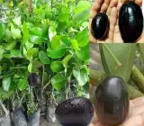 KG-10 Jamun Live Fruit Plant – Large Sweet & Juicy Black Jamun