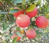 Red Lemon- Fruit Plants