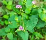 Punarnava Live Plant – Boerhavia Diffusa Ayurvedic Herbal Plant for Home Garden