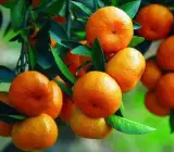 Sweet Chinese orange Fruit plant Grafted