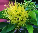 FIRST LOVE FLOWERING PLANT(YELLOW)