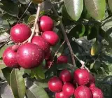 RUBI RANGHON FRUIT PLANT