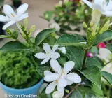 Bhutan Tagar flower plant