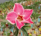ROSY VARIETY GRAFTED ADENUM LIVE PLANT