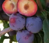 Thai Aloo Bukhara Air Layering Fruit Plant