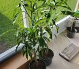 Yellow Banana mango Fruit plant