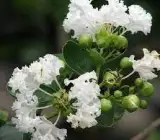 FRUSH FLOWERING PLANT(WHITE)